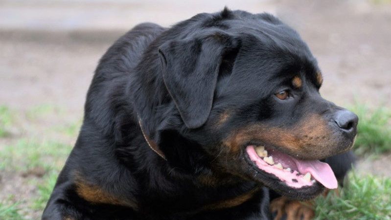 Olli sucht ein Zuhause