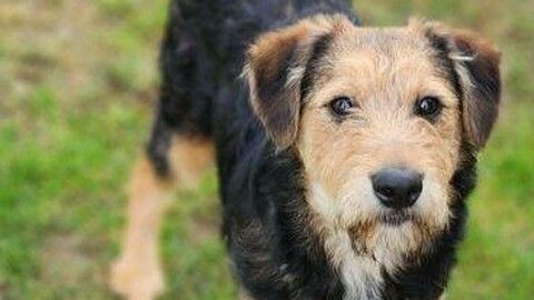 Henry sucht ein Zuhause