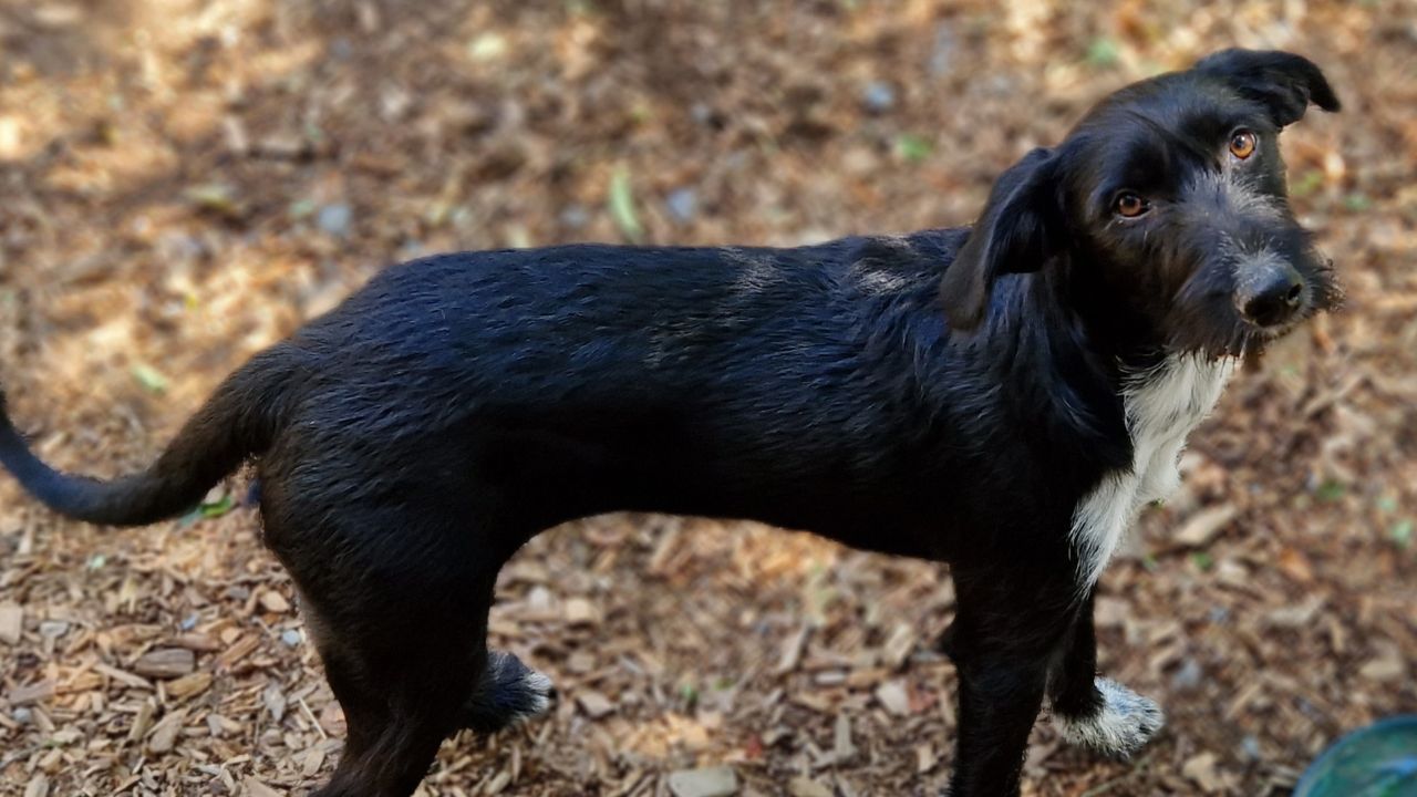 Pippa sucht ein Zuhause