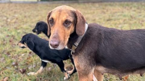 Hündin Penni auf Gut Aiderbichl
