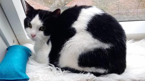 Mimie sucht ein Zuhause