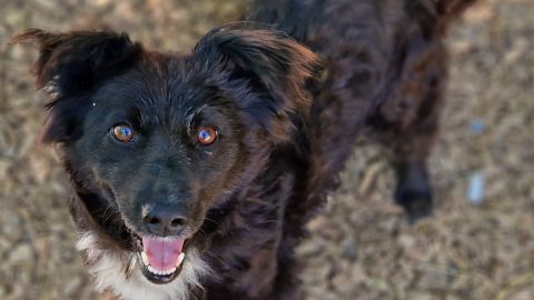 Beka sucht ein Zuhause