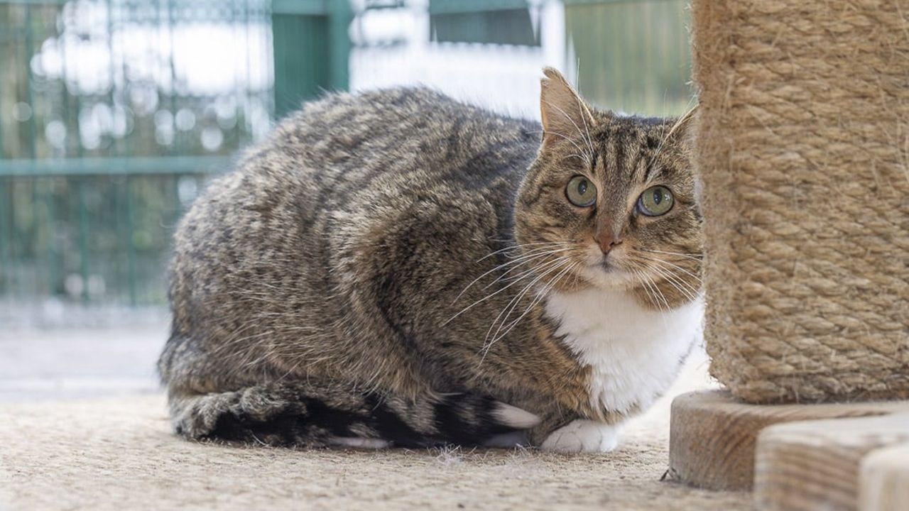 Katze Berta (Europäisch Kurzhaar)