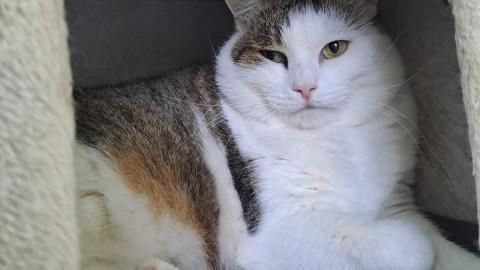 Mia sucht ein Zuhause