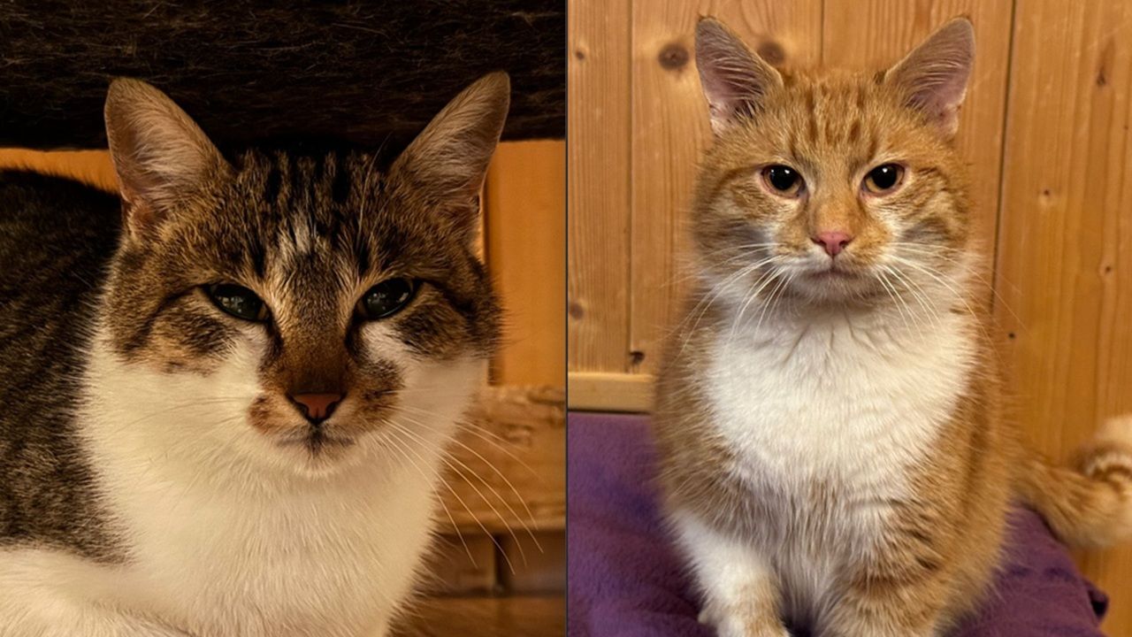 Europäisch Kurzhaarkatzen Fergie und Murphy