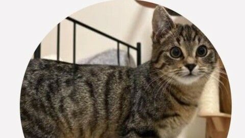 Naps sucht ein Zuhause