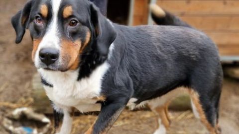 Stacy sucht ein Zuhause