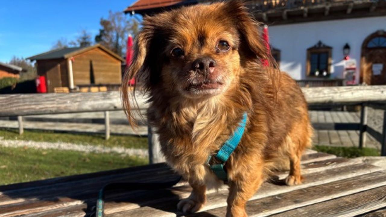 Minnie sucht ein Zuhause