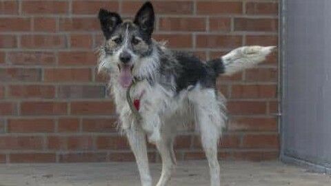 Dunyasha sucht ein Zuhause