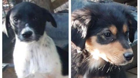 Jerry, Margherita und weitere Welpen suchen ein Zuhause