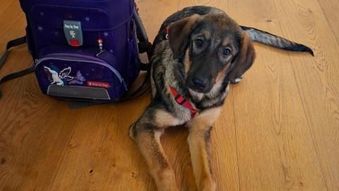 Kaya sucht ein Zuhause