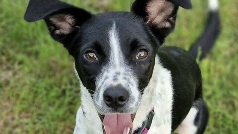 Timmy sucht ein Zuhause