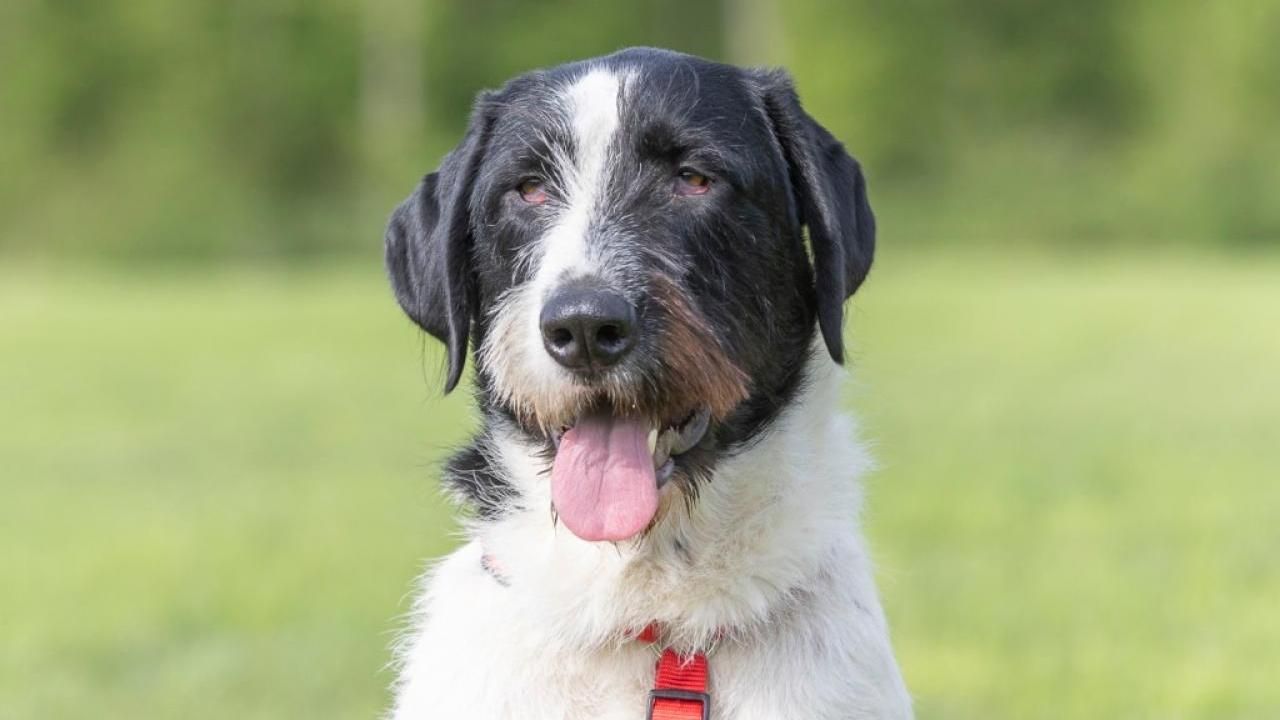 Jumbo sucht ein Zuhause