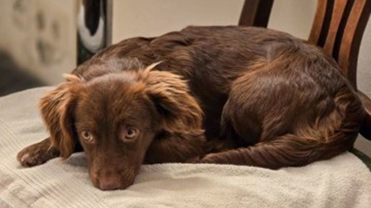 Penny sucht ein neues Zuhause