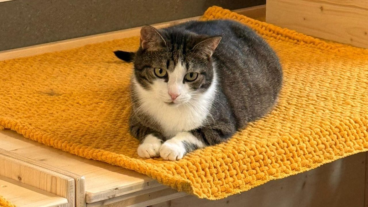 Kater Peter Pan auf gelber Decke