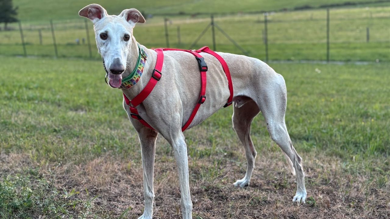 Hund Zeus (Galgo)