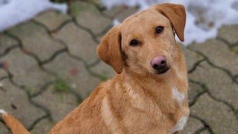 Lea sucht ein Zuhause