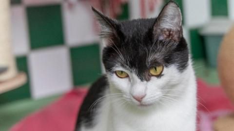 Prinzessin sucht ein Zuhause