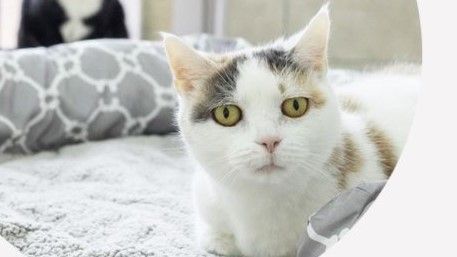 Tiffy sucht ein Zuhause