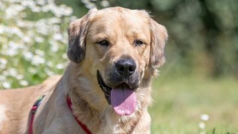 Brummbär sucht ein Zuhause