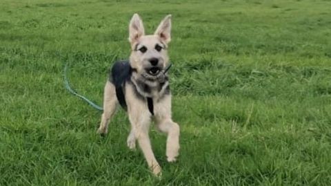 Louis sucht ein Zuhause