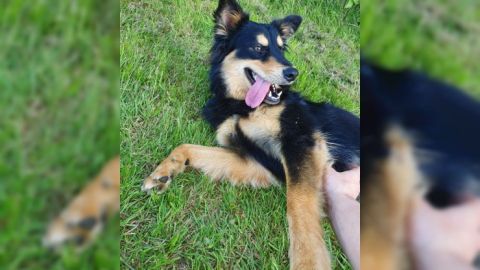 Leo sucht ein Zuhause