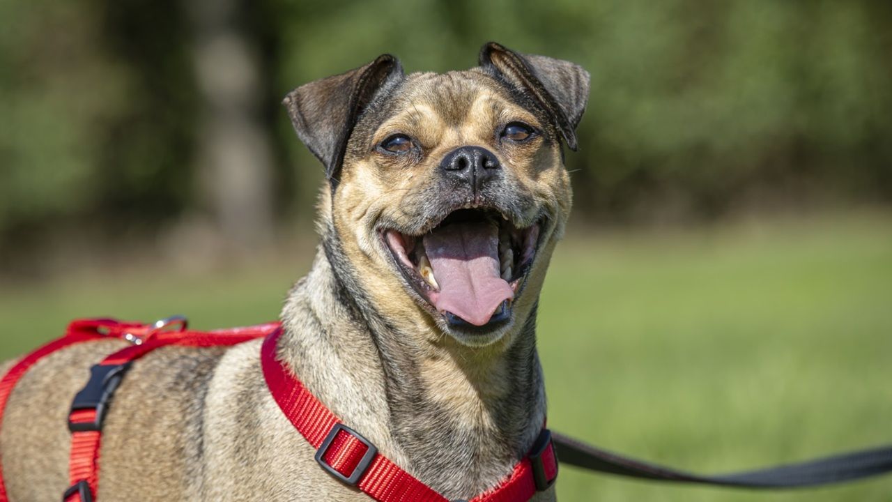 Mops-Pinscher-Mischling Sid