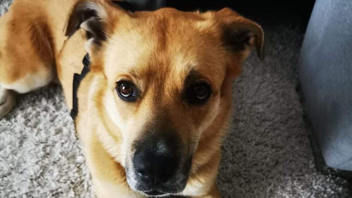 Xena sucht ein Zuhause