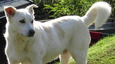 Burli sucht ein Zuhause