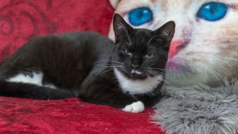 Klara sucht ein Zuhause