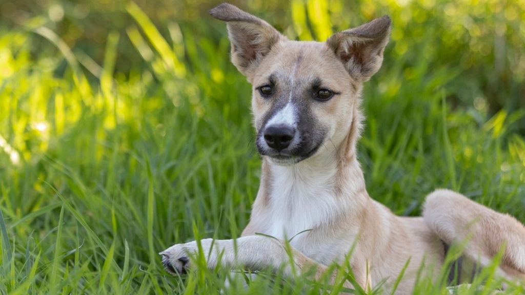 Gina sucht ein Zuhause