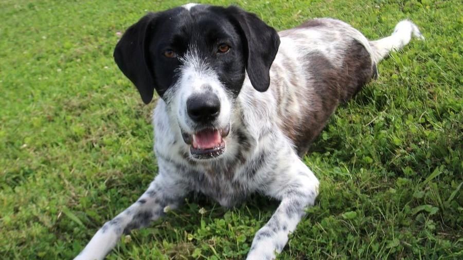 Mia sucht ein Zuhause