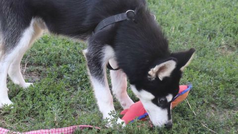 Odin sucht ein Zuhause