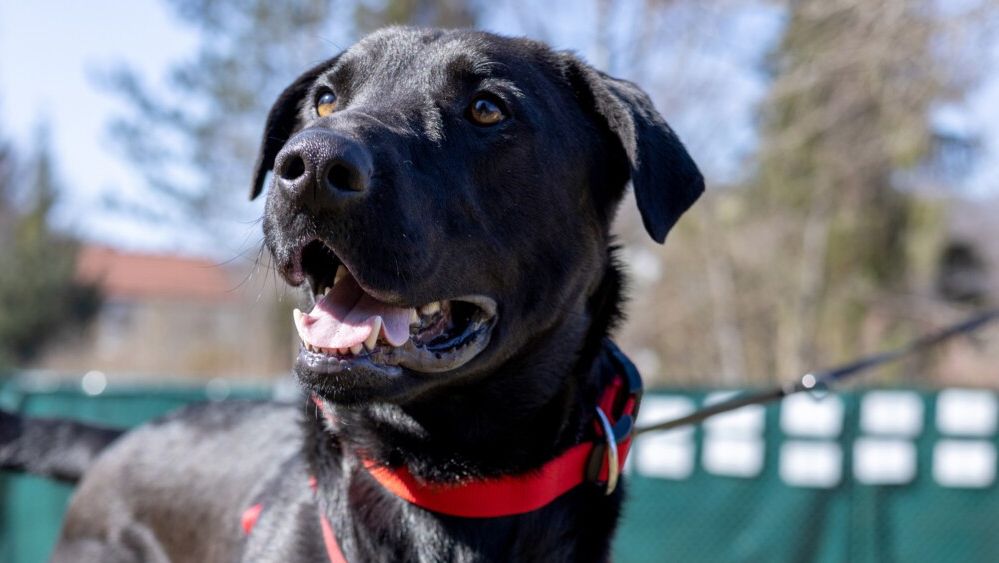 Labrador Nick sucht ein Zuhause