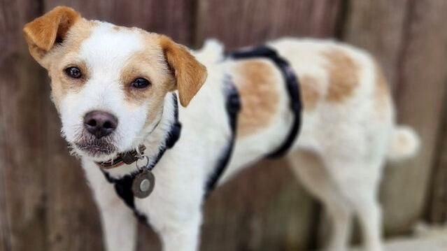 Betty sucht ein Zuhause