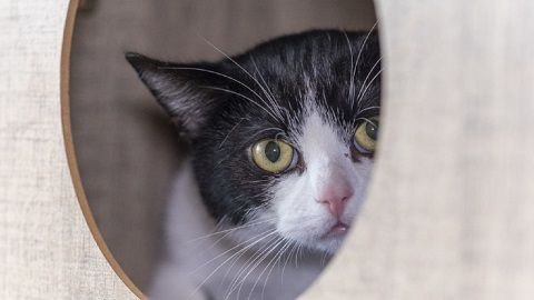 Süße Kätzchen suchen ein Zuhause