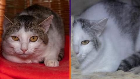 Paddy und Pauline suchen ein Zuhause