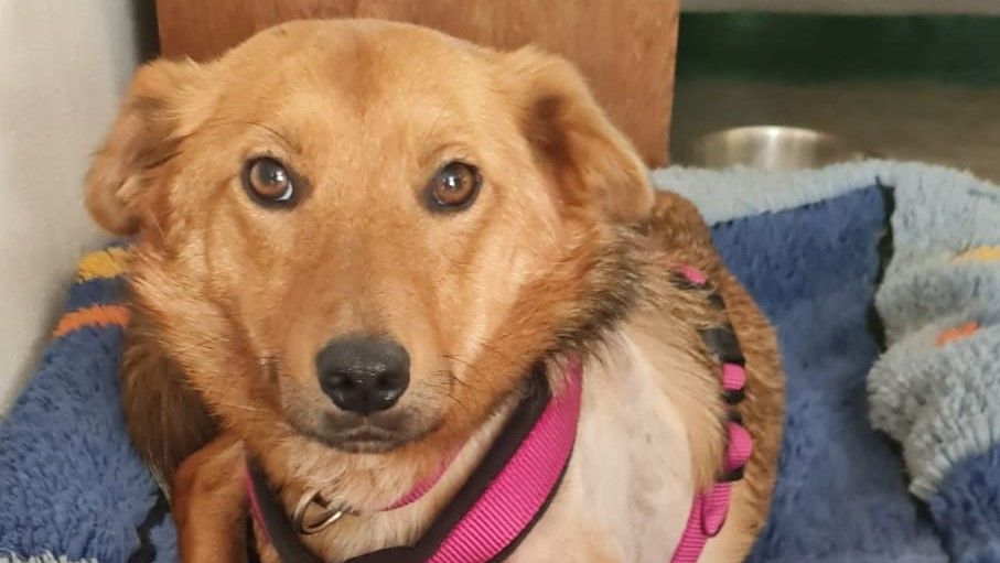 Nelly sucht ein Zuhause