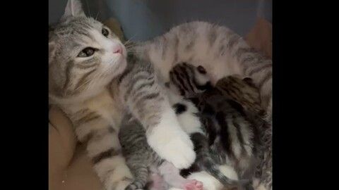 Coco Chanel und ihre Babys suchen ein Zuhause