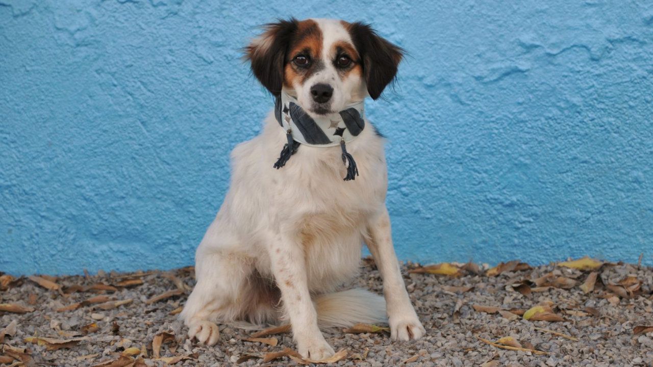 Hund Gus sucht ein Zuhause