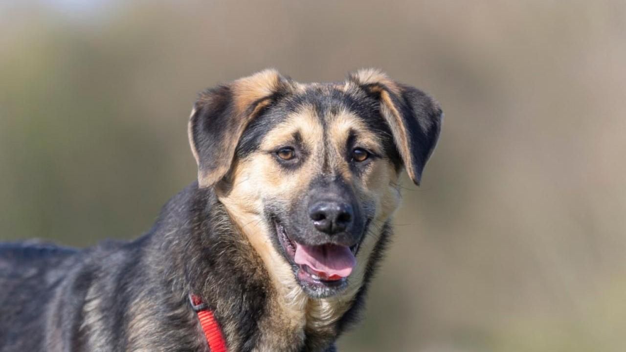 Lady sucht ein Zuhause