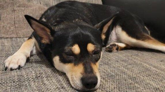 Libby sucht ein Zuhause