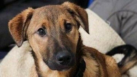 Amos sucht ein Zuhause