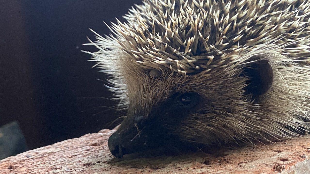 Igel in Not: Interview mit Tanja Franz