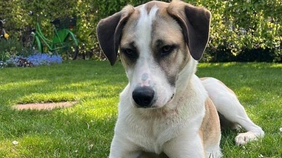 Spikey sucht ein Zuhause