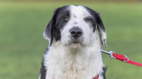 Teddy und Ben suchen ein Zuhause