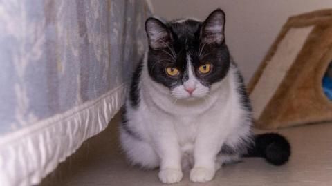 Denise sucht ein Zuhause