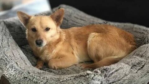 Daisy sucht ein neues zuhause