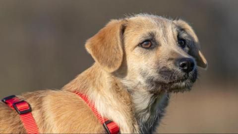 Davida sucht ein Zuhause