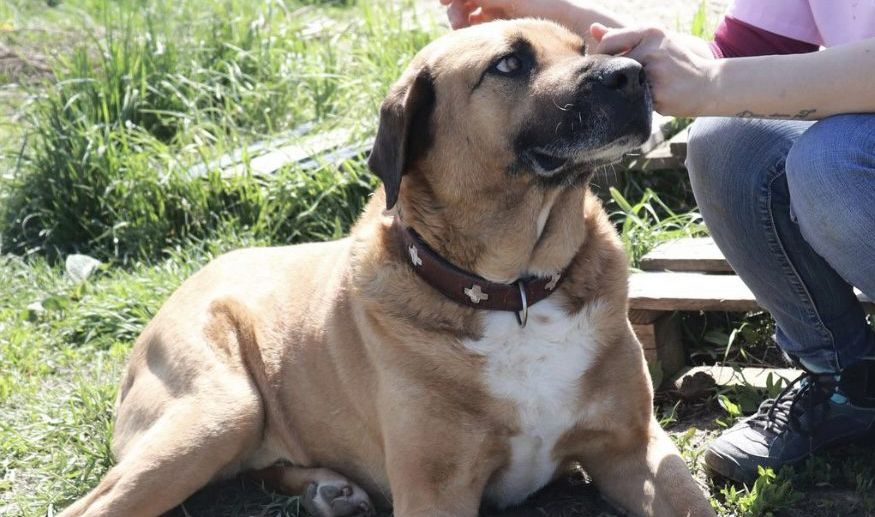 Gandalf sucht ein Zuhause